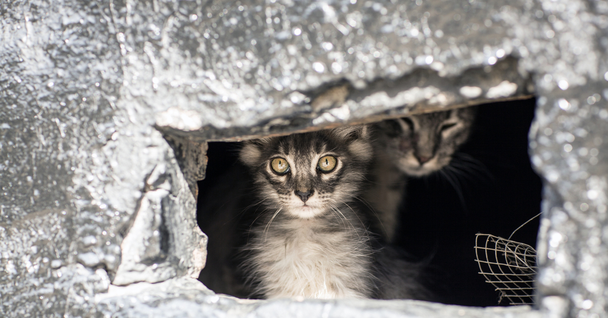 Включи кота пещеру. Подземные коты. Кот в подземелье. Кошачье подземелье. Котики в пещерах картинки.