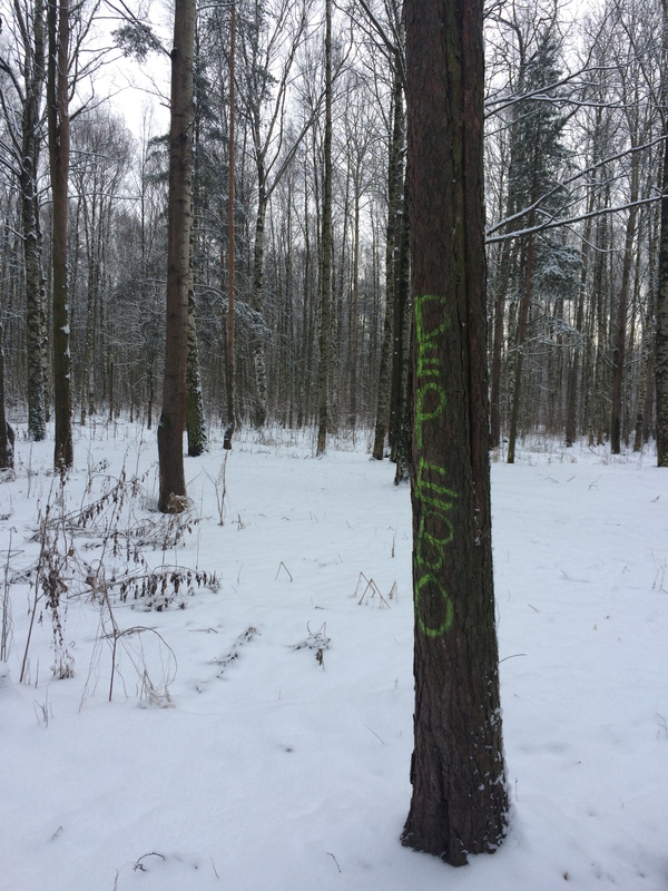 Cap Tree - My, Tree, Cap, Captain obvious, Saint Petersburg, 