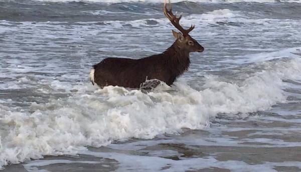 Deer - Deer, Bathing, Curonian Spit, Animals, Bathing, Sea, Deer