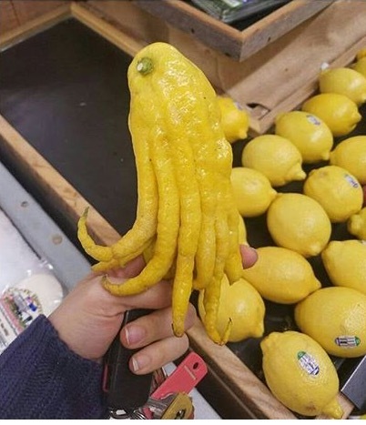 Lemon Cthulhu - Cthulhu, Howard Phillips Lovecraft, Lemon