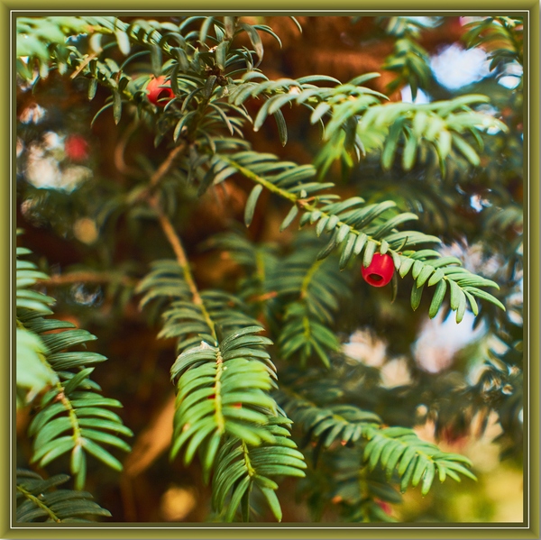 evergreens - My, Photo, Frame, 