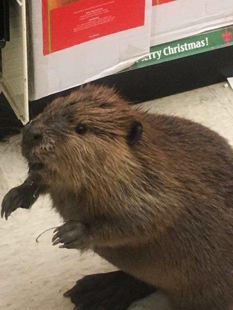 Business beaver on New Year's Eve shopping. - Beavers, America, New Year, Longpost