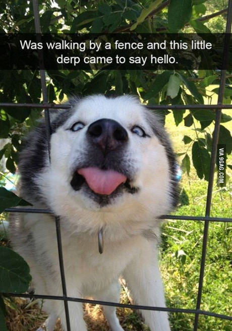 I was walking behind the fence, and this little down came running to say: hello - , 
