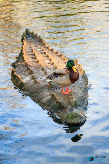 Quack-quack motherfucker - Crocodile, Duck, Launch, Photo, Crocodiles