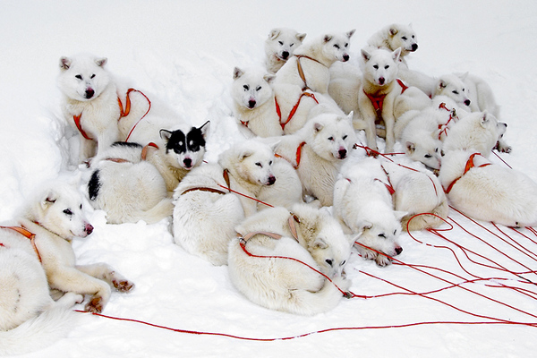 Minutes of rest - Photo, Dog, Dog sled, Winter