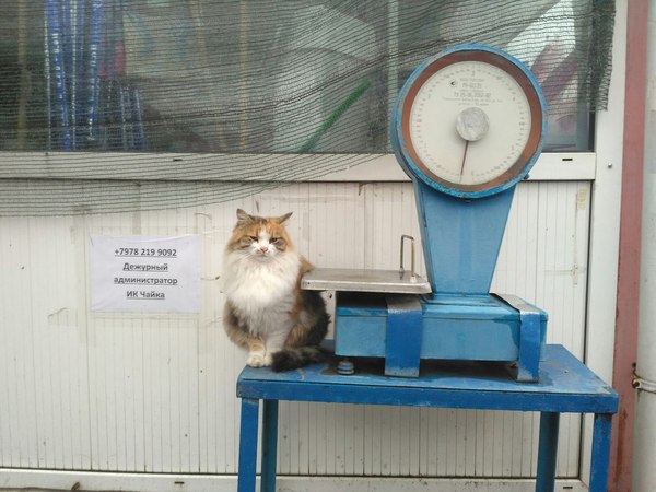 Cats rule in Crimea - My, Sevastopol, Crimea, cat, Milota