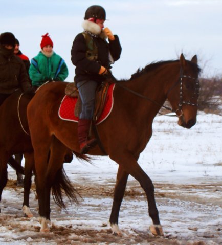 The stable from the inside. - My, Horses, Horses, Winter, Memories, Longpost