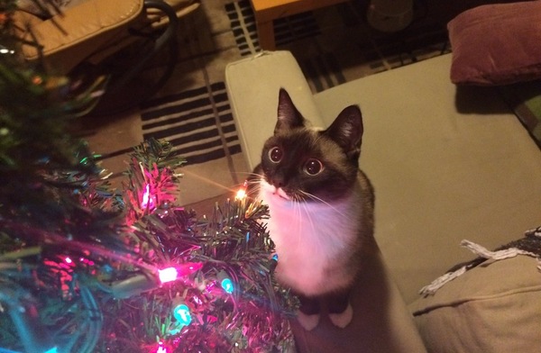Every year this cat forgets the Christmas tree and rediscovers the miracle. - Reddit, cat