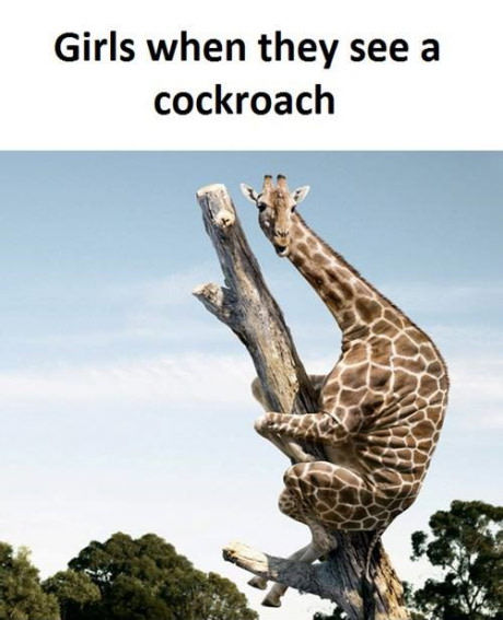 Cockroach and giraffe girl - Humor, 9GAG