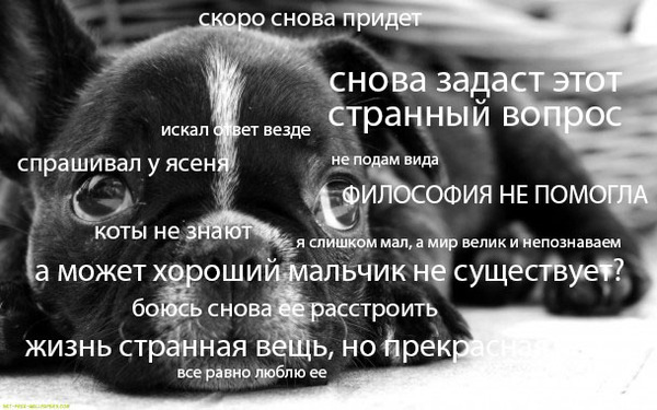 О чем думают псы, пока нас нет