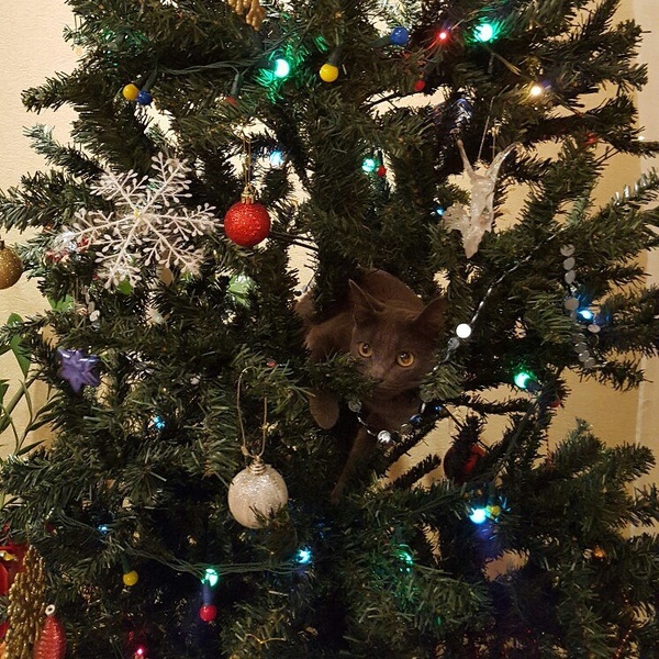 The main thing is convenient - My, Christmas trees, cat, New Year, Photo