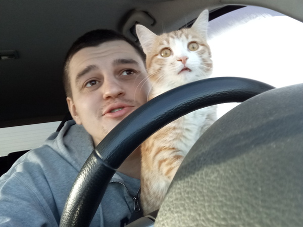 The cat is driving for the first time. - My, Behind the wheel, cat, Road, Road trip, Car, 