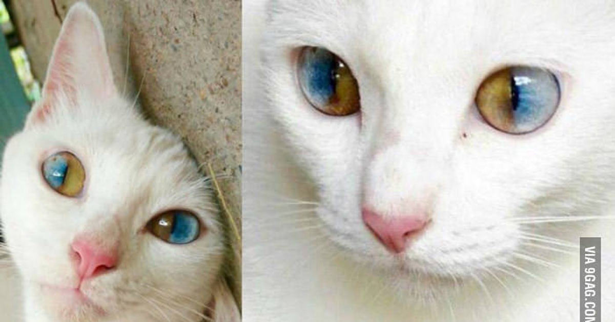 Как меняется цвет глаз у котят фото