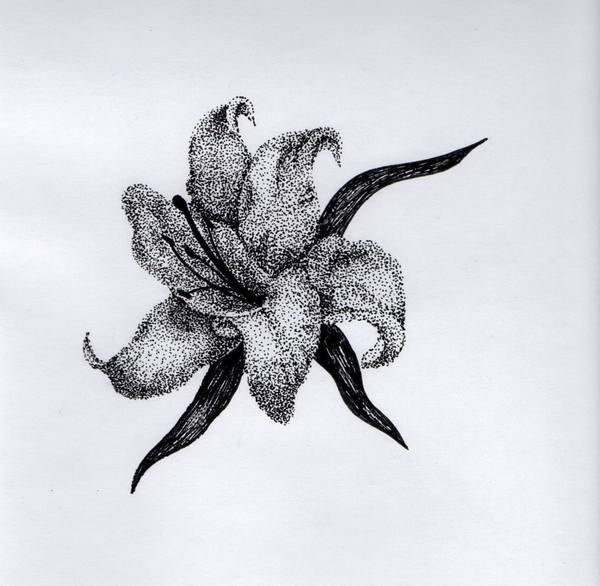 Lily - My, Lily, Drawing, Artist, Learning to draw, Dotwork