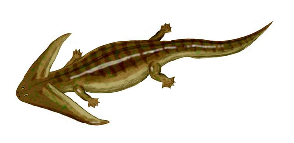 Boomerangosalamander from the Carboniferous - Amphibian, Paleontology, , Longpost