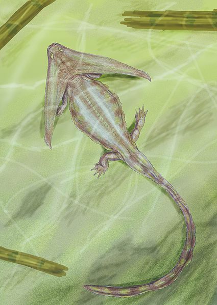 Boomerangosalamander from the Carboniferous - Amphibian, Paleontology, , Longpost