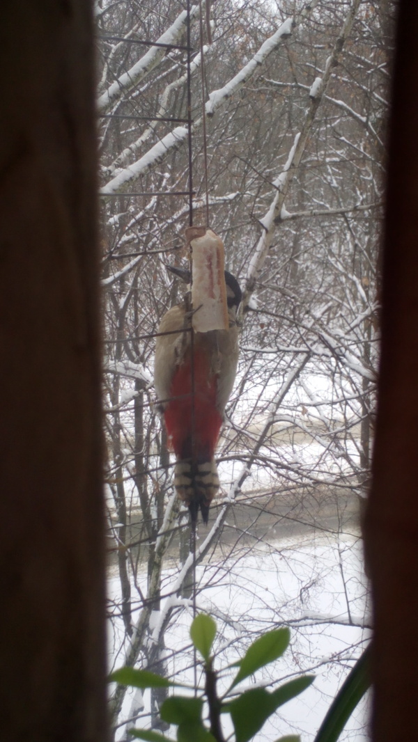 Hunger is not an aunt .. - My, Woodpeckers, Salo, Winter, Longpost