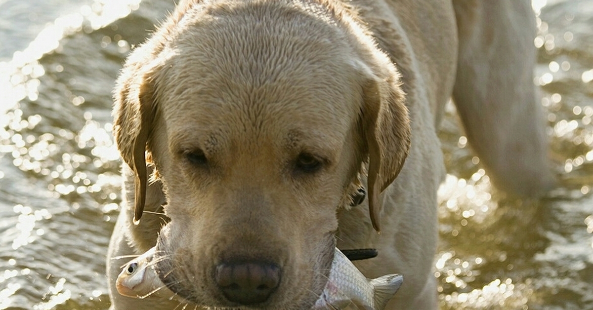 Dog fishing. Рыбаки и лабрадоры. Собака с рыбой в зубах картинка. Подать миостыню все равно что дакучаевшуей собаке.