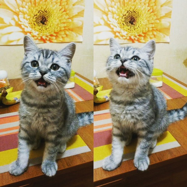 When they said that this food is not for you - cat, My, Meow