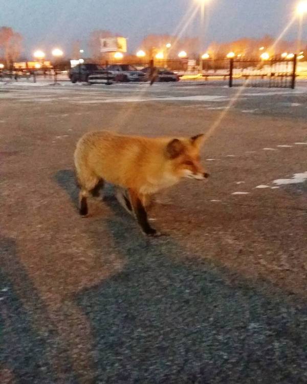 Even foxes want to fly away from Khabarovsk. - Khabarovsk, , Дальний Восток, , , , Tkhv