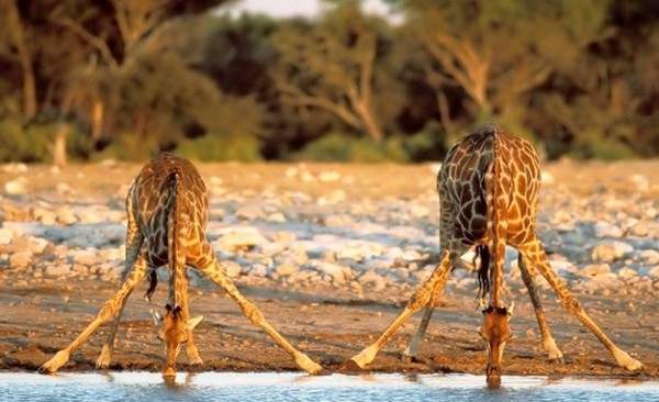 Какое артериальное давление у жирафа