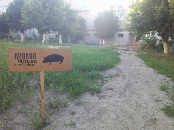 Pigs - My, Kazakhstan, Aktyubinsk, Photo, Pig, Sidewalk, Lawn, Signs