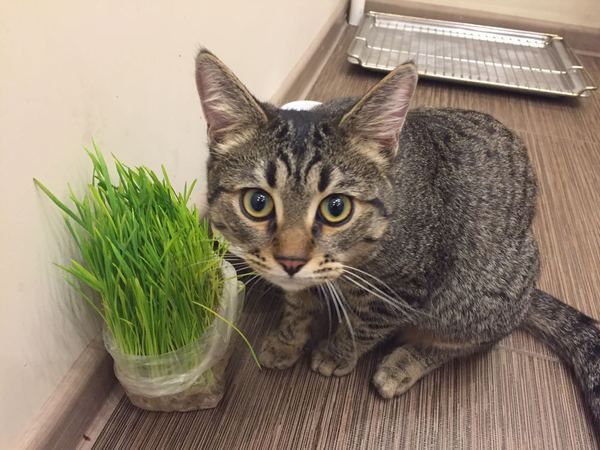 Master, what is this herb??? - My, cat, Grass, Life with a cat