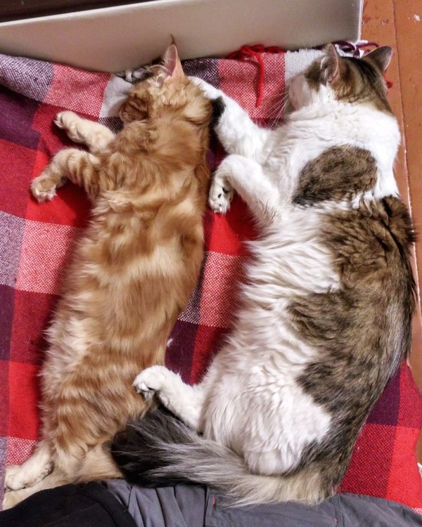 Synchronous sleeping - My, cat, Redheads, Maine Coon, Striped, Dream, Relaxation, Synchronicity