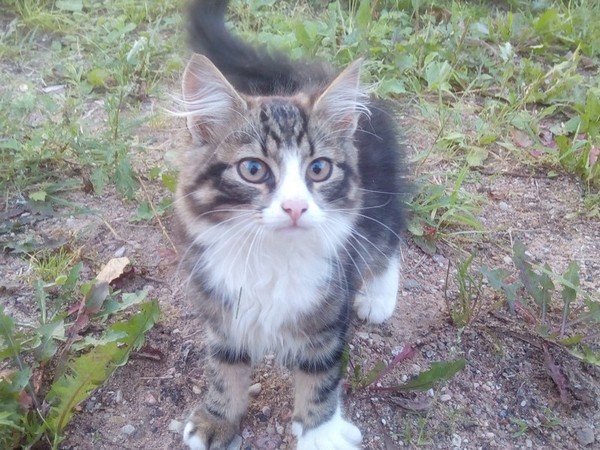 Monday homeless cat - Strong and independent, Bum, cat