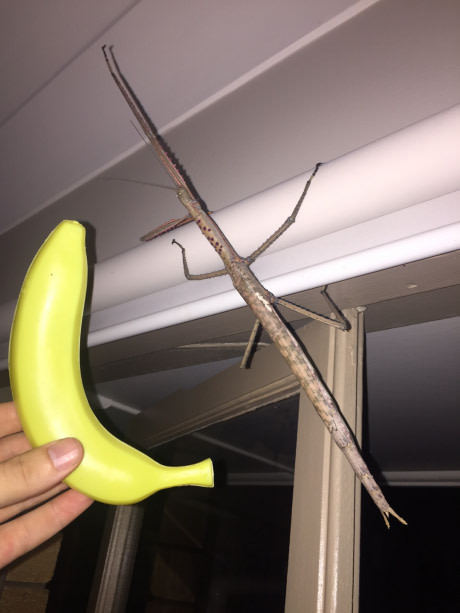 This guy was waiting for me at home - Unknown crap, Thing, Insects, 9GAG