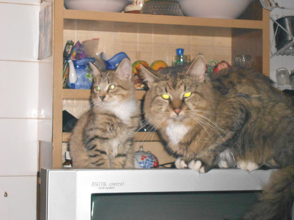 ��� ������� ����� ���������.