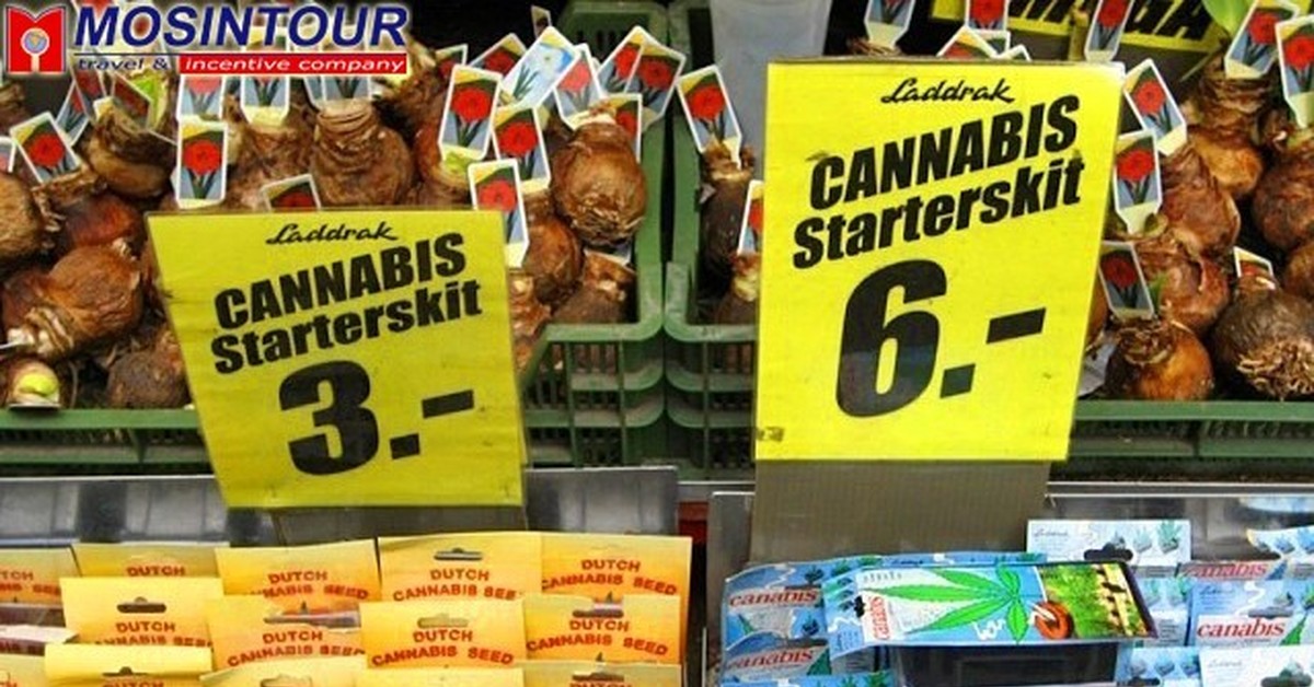 Почему легализовали марихуану в амстердаме лучший способ прорастить семена конопли