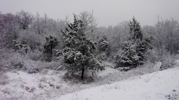 And somewhere out there, mountains are usually visible behind the trees ... - My, Winter, Snow, Black Sea, Как так?, How?