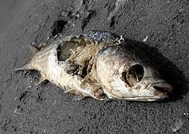 Here's a rotten fish for you, in FRESH))) - A fish, , S, Moldy stuff