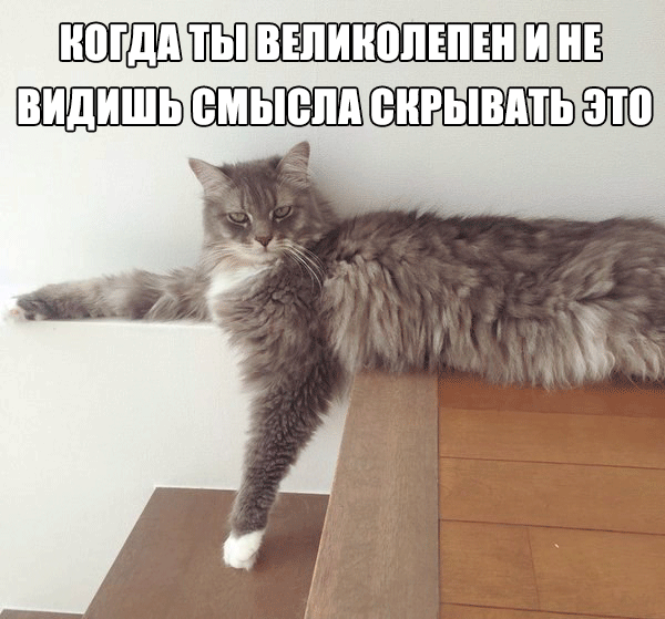 Когда ты великолепен - Кот, Фото