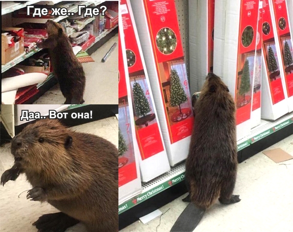 Beaver came to the store for the Christmas tree - Animals, Holidays, Christmas trees, Beavers, States