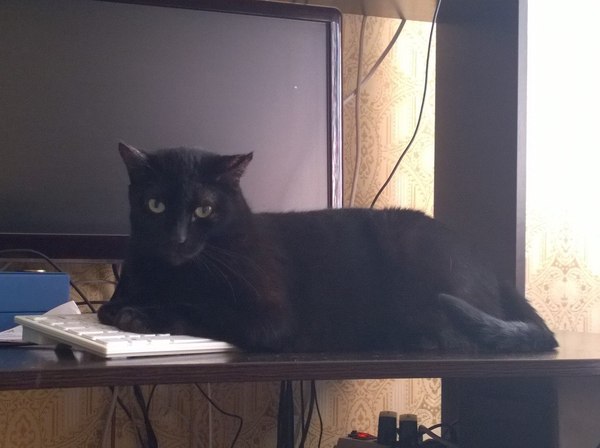 I see you are going to work. I'll lie down here. - My, cat, Work, Insidiousness, Cat paradise, Black cat