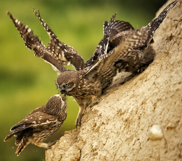 Feeding a family of owls - Photo, Owl, Owl, Feeding, Meal, Birds, Longpost, Food