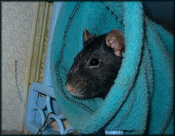 Задумался (Патч).