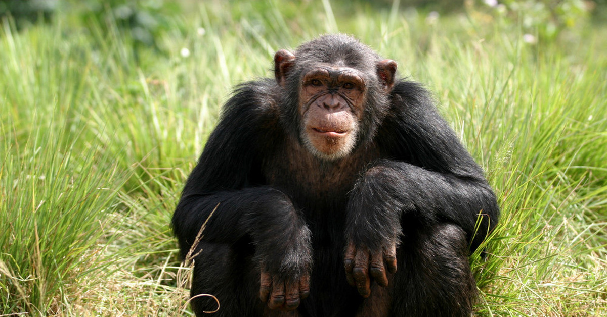 Наблюдать обезьяна. Обезьяна. Шимпанзе. Обезьяна шимпанзе. Шимпанзе фото.