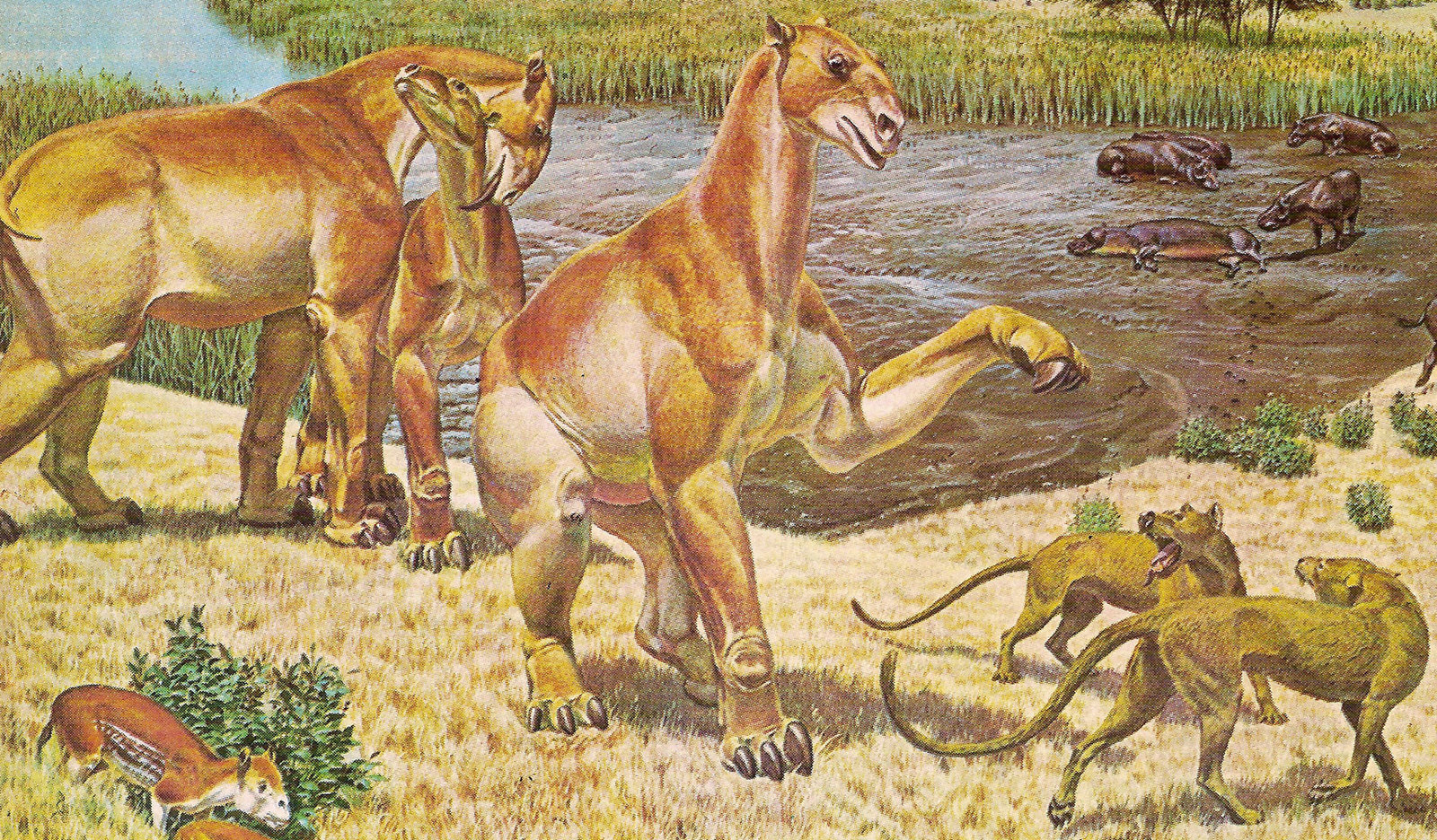 Первые млекопитающие появились в. ХАЛИКОТЕРИЙ Эволюция. Древние животные ХАЛИКОТЕРИЙ. Дафоенодон Daphoenodon. Древний ХАЛИКОТЕРИЙ.