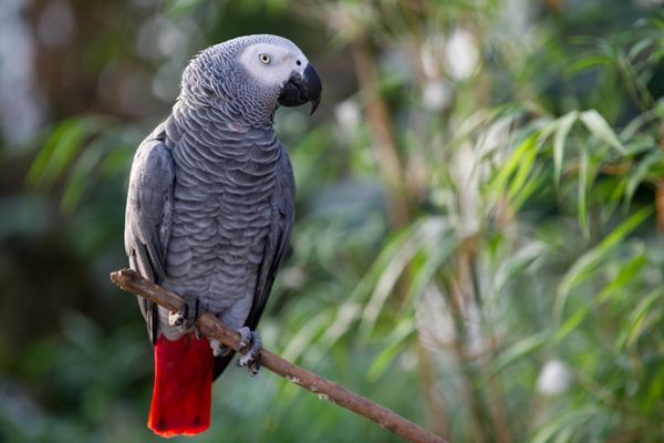 Zoo jokes. - My, , Jaco, A parrot, Zoo, Humor, Vet, Birds, Longpost