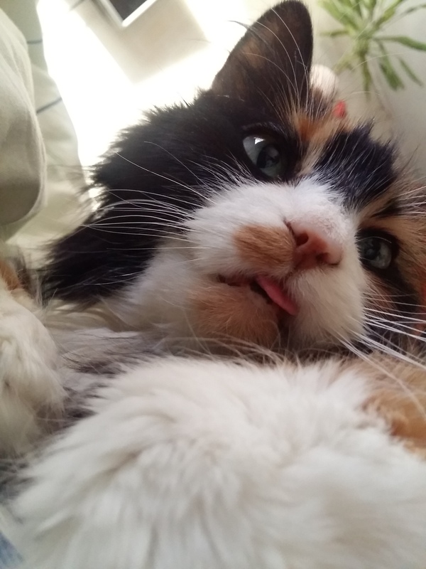 When I accidentally turned on the front camera)) - My, My, cat