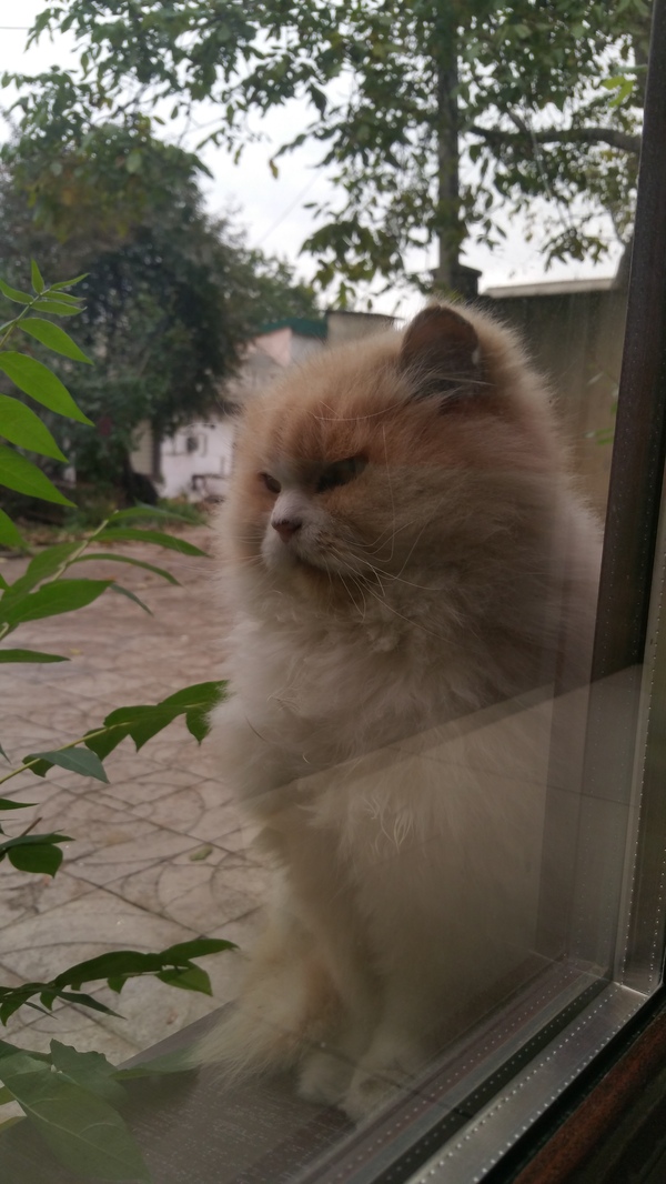 This handsome man sits every day at the window of our office - My, cat, Office, Uninvited guests