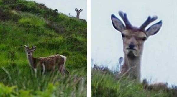 When you haven't left yet, and you're already being discussed - Deer, What's happening?, , Deer