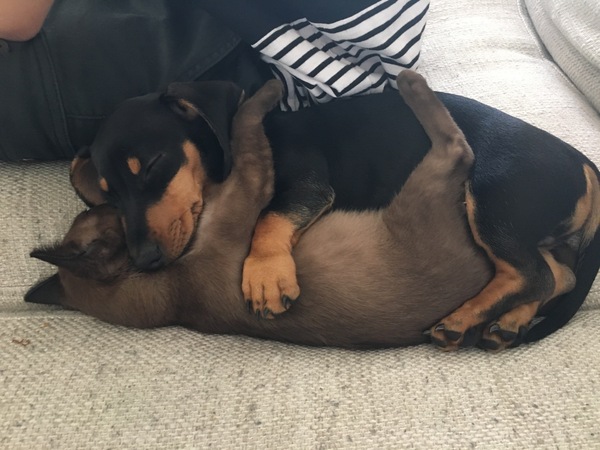 They love to sleep like this - Dachshund, cat, Hugs