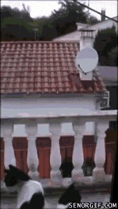 Spider Cat