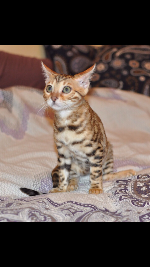 Sitting, waiting for me to decorate the Christmas tree - cat, My, Bengal cat, bengal