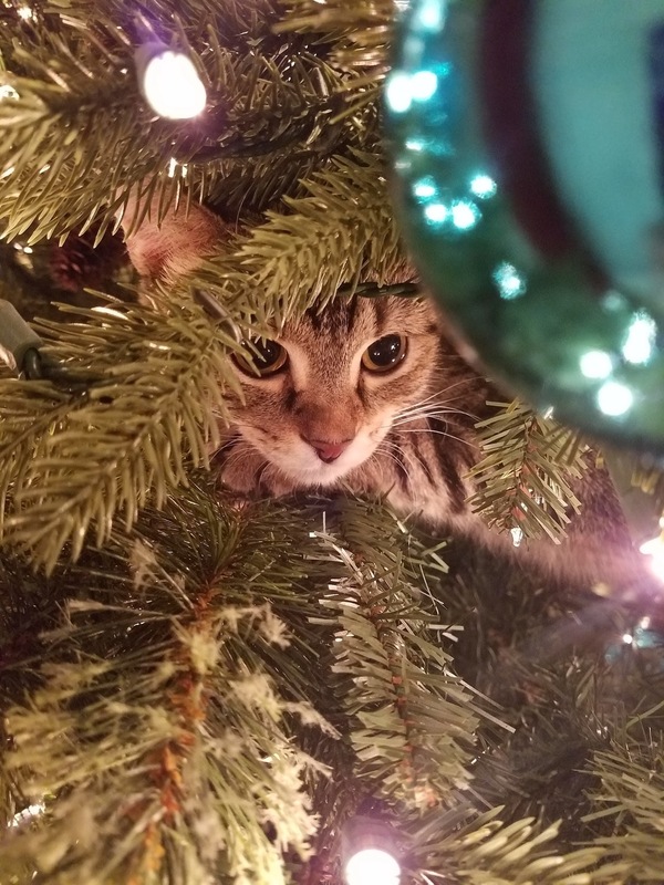 The cat in the tree - Agatha, Reddit, cat