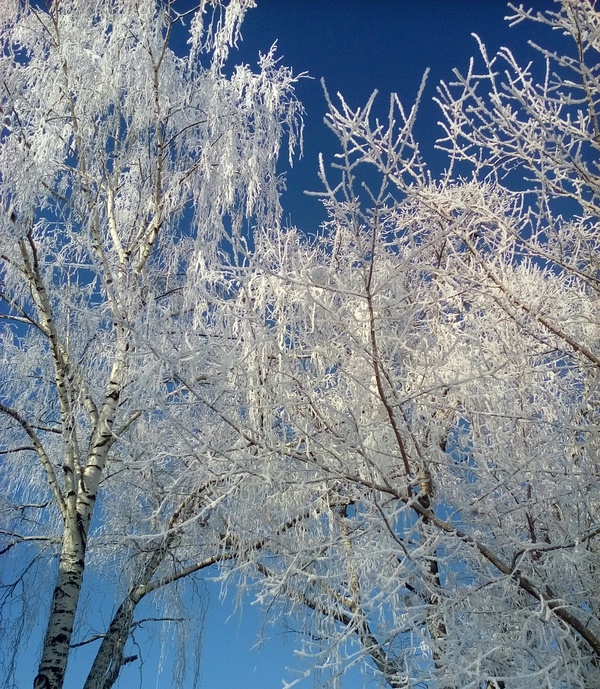 Winter, birches, sky... - My, Photo on sneaker, Birch, Sky, Winter